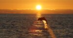 dolphin leaping at sunset