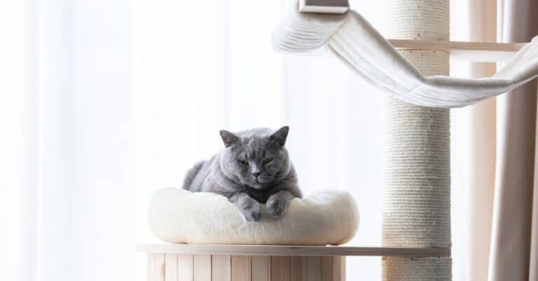 domestic shorthair curled up in bed