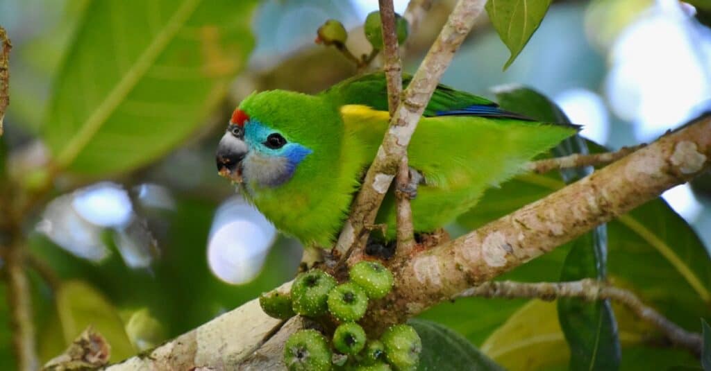 double-eyed fig parrot perched on branch above berries