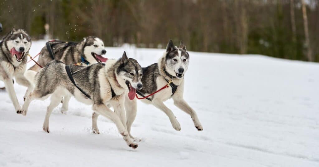 huskys pulling a sled