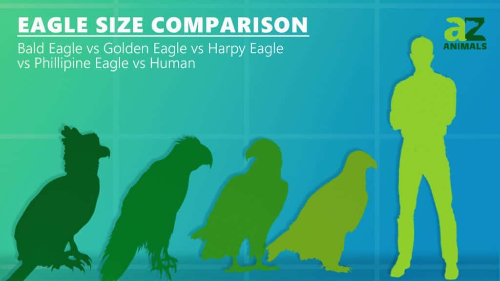 eagle size comparison human bald eagle golden eagle harpy eagle Philippine eagle
