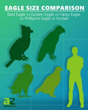 haast eagle compared to human