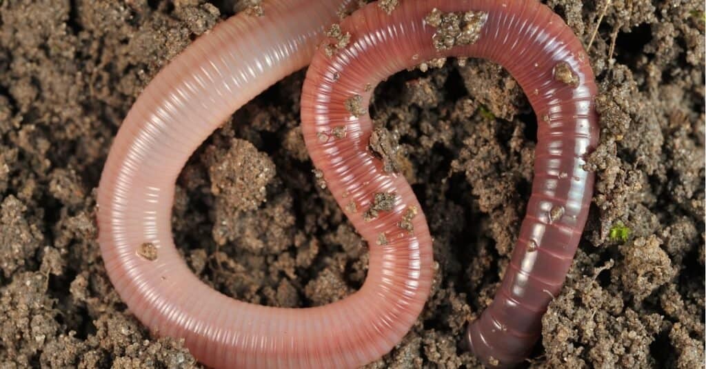 close up of an earthworm