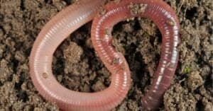 Largest Earthworm in the World Picture