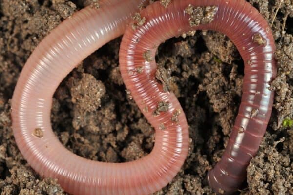 A baby worm can move soil that is 500 times its own weight. 