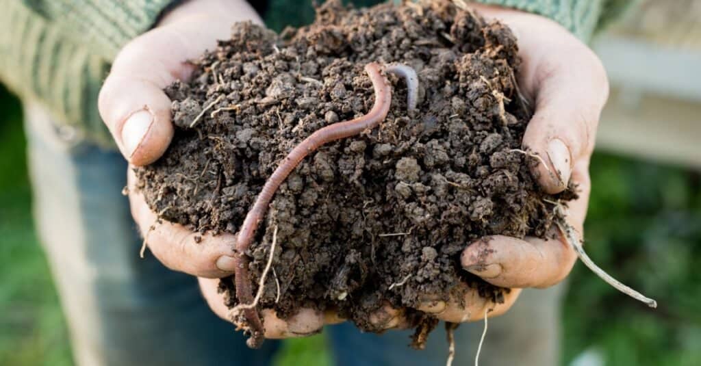 earthworm in dirt in someones hands