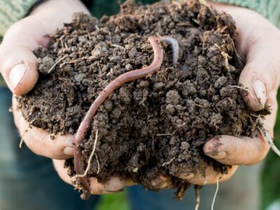 earthworm in dirt in someones hands