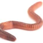 isolated earthworm