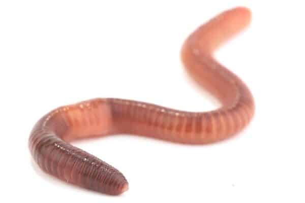 isolated earthworm