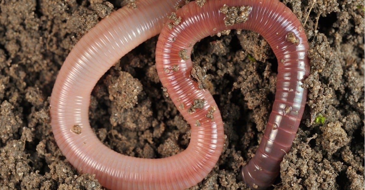 Earthworm Pictures - AZ Animals