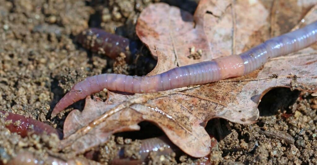 earthworm on a leaf