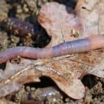earthworm on a leaf