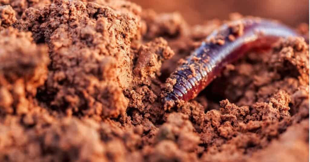 earthworm digging into soil