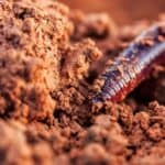 earthworm digging into soil