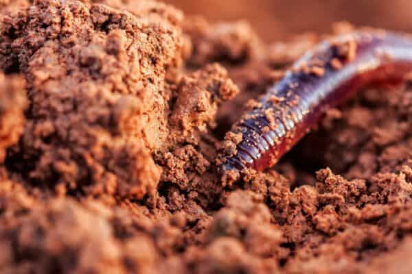 earthworm digging into soil