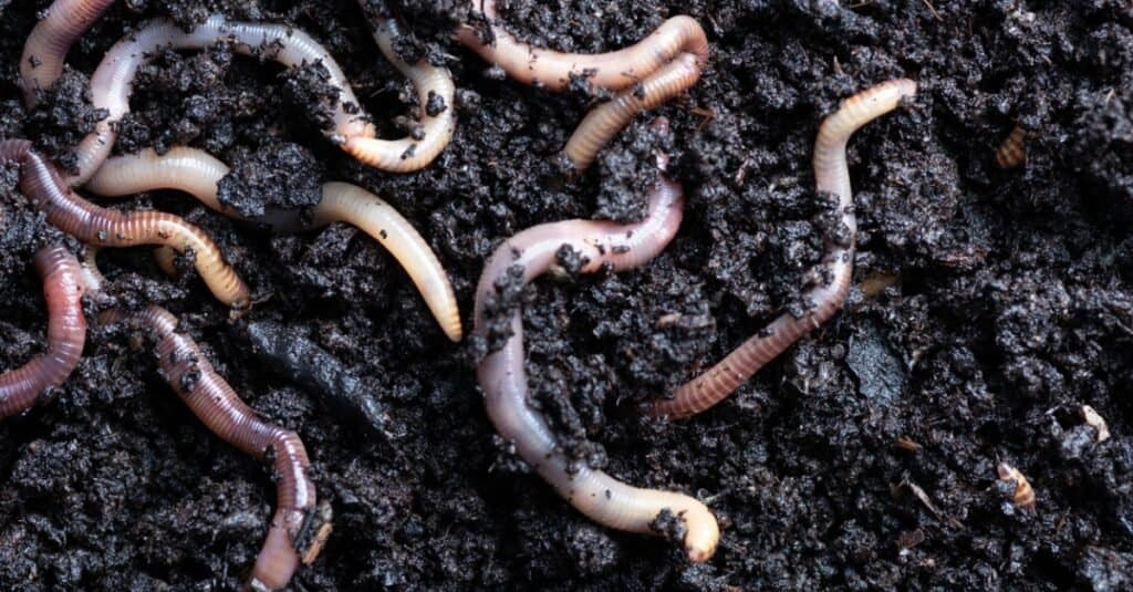 are dead earthworms bad for dogs