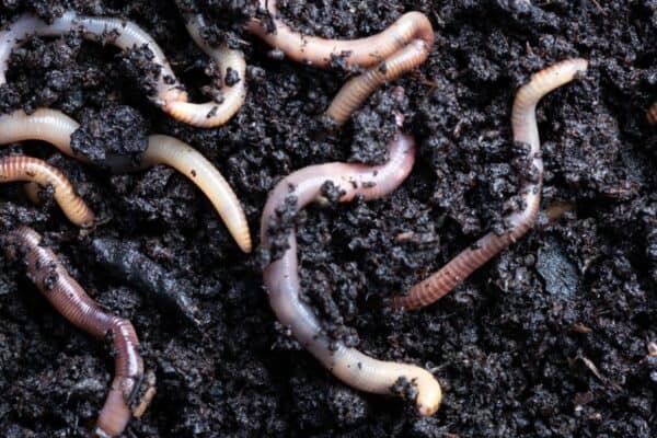 earthworms digging in soil