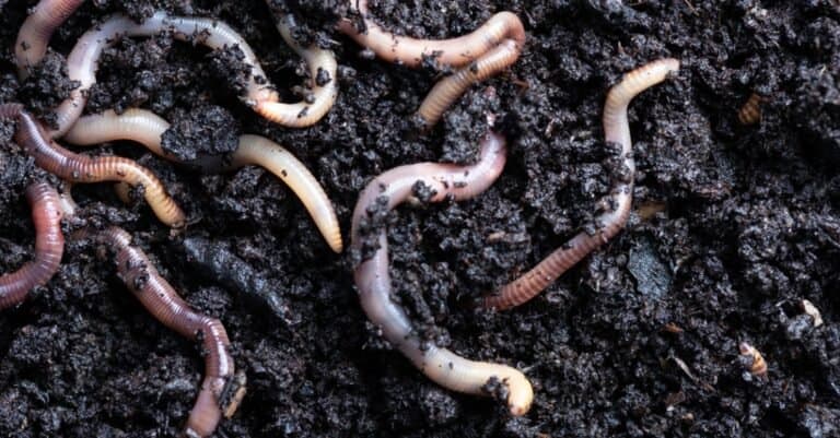 earthworms digging in soil