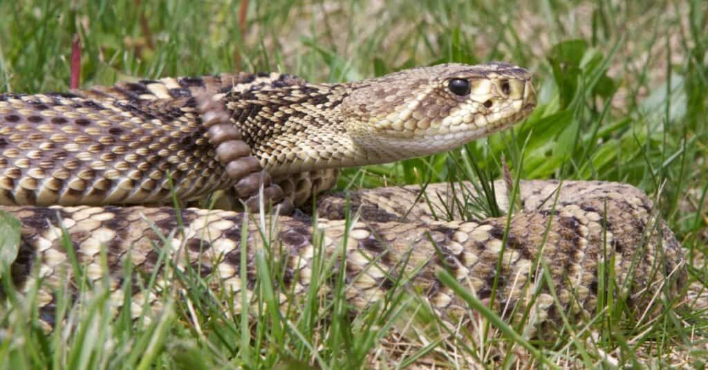 eastern diamondback rattlesnake curled up in grass