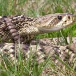 The Eastern diamondback rattlesnake was a symbol on one of the first flags of the United States. 