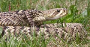 Discover the 3 Types of Rattlesnakes in Florida photo