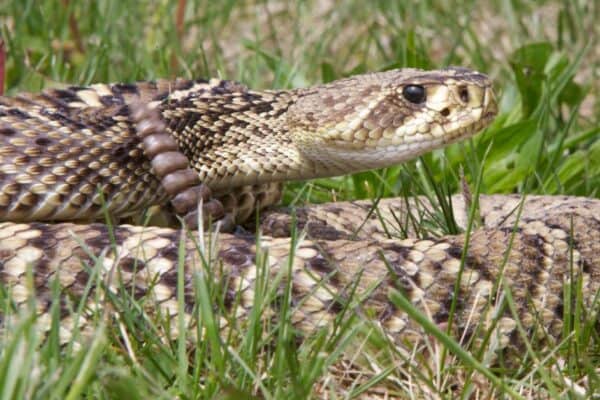 The Eastern diamondback rattlesnake was a symbol on one of the first flags of the United States. 