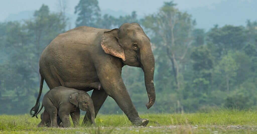mother and baby elephant walking together