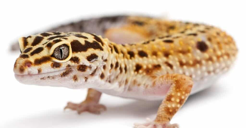 adult-leopard-gecko-close-up-white-background