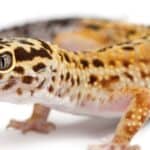 It's best to wait until your gecko is at least 6 months old to accurately determine their sex