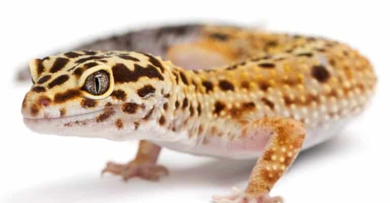 Male vs. Female Leopard Geckos - IMP WORLD