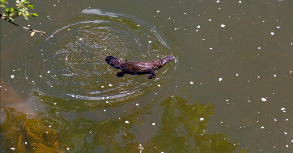 platypus baby hatching