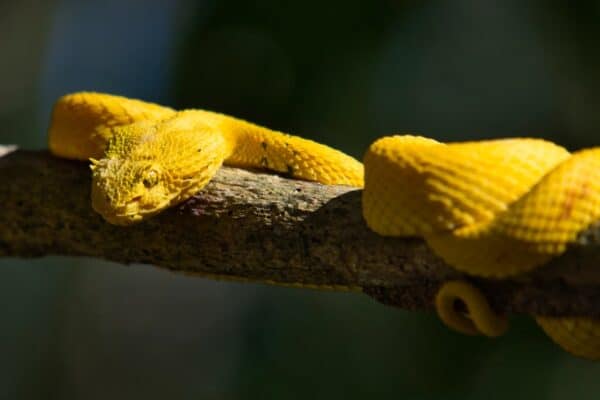 Eyelash Viper - A-Z Animals