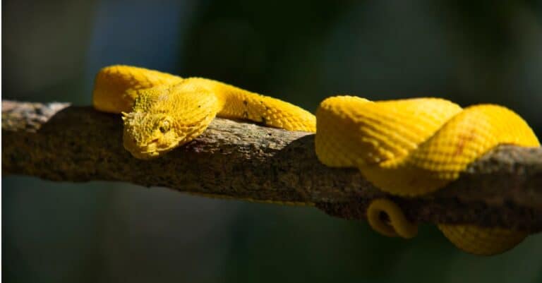 eyelash viper wrapped on branch
