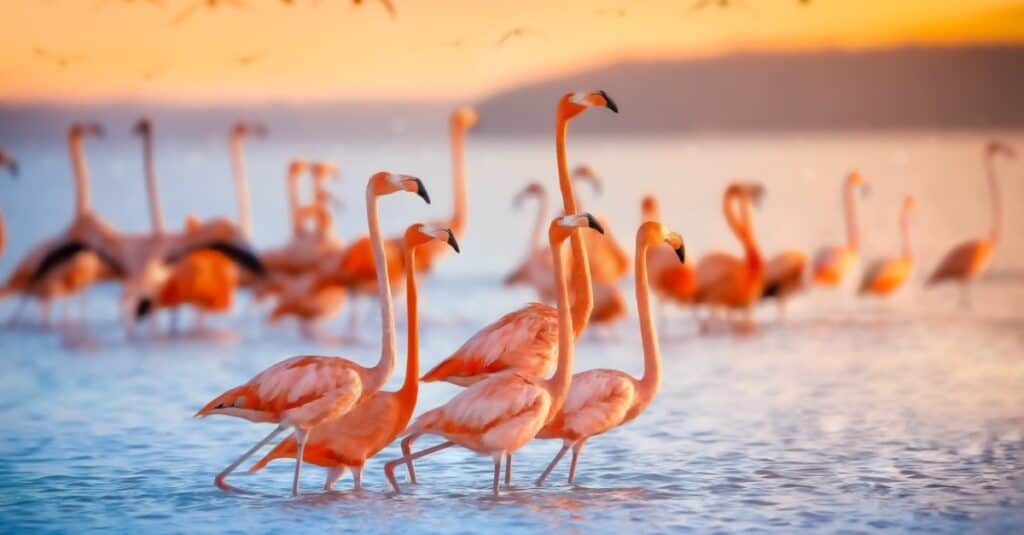 flamingos standing in the water