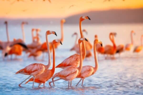 Flamingo chicks do not develop their flying feather until around 11 weeks of age. 
