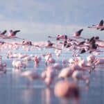 Flamingos can read speeds up to 37 MPH.