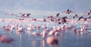 What Is a Group of Flamingos Called? Picture
