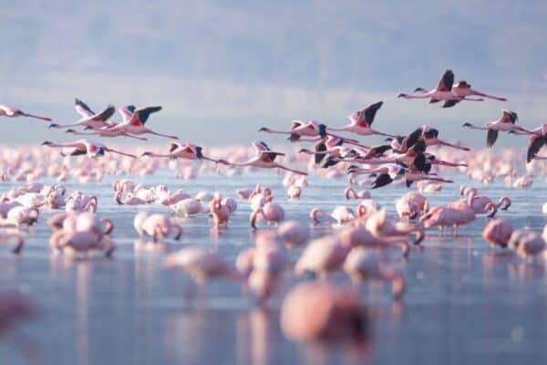 Flamingos can read speeds up to 37 MPH.