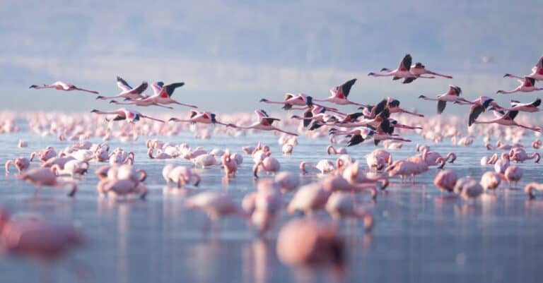 flamingos flying over the water