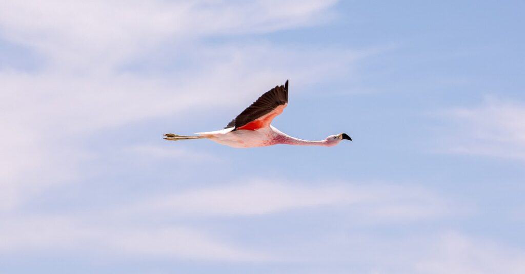 flying flamingo up high