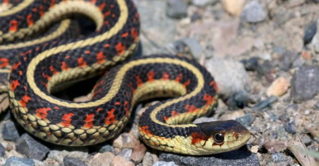 A common garter snake slithering over rocks. The snake is black with three light , but distinct yellow stripes running the length of its body with uniform bars of red in-between the yellow stripes on the black . The top of the snakehead is black. Its eye is round all dark, so that the pupil is difficult to make out. Rock aggregate background, mostly gray. 