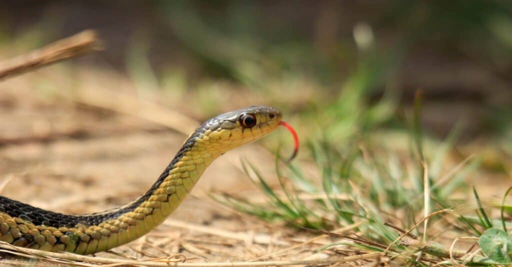 garter snake hissing