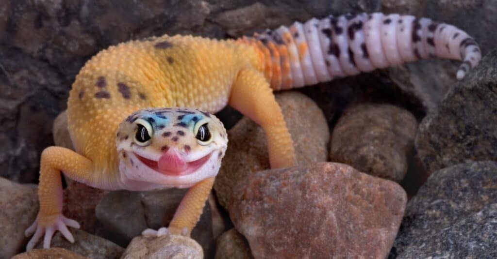 leopard-gecko-licking-lips-close-up