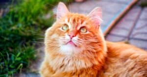 8 Orange Cat Breeds and Orange Cat Names Picture