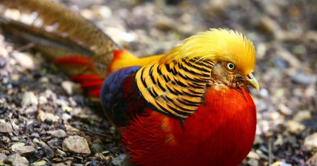 Birds with mohawks: Golden Pheasant