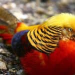 Pheasant