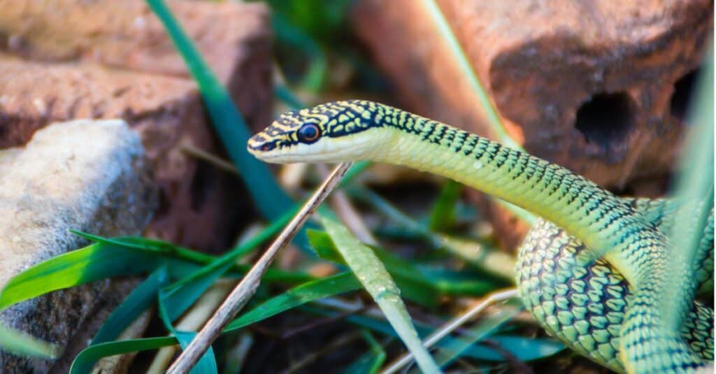 golden tree snake in grass with head raised