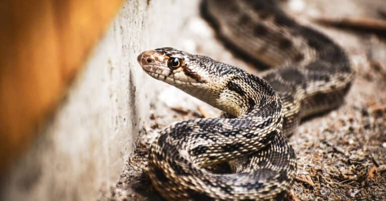 gopher snake by concrete wall