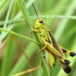 Grasshoppers have two jaws that allow it to grind its food. 