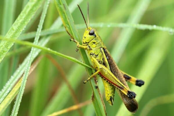 Grasshoppers have two jaws that allow it to grind its food. 
